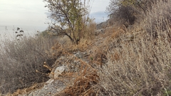 Centaurea tauromenitana