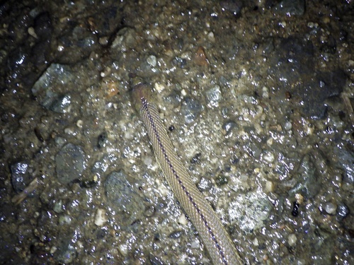 Peters' Odd-scaled Snake