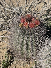 Ferocactus