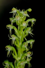 Habenaria repens