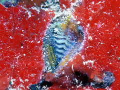 Lamarcka ventricosa