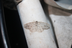 Ectropis crepuscularia
