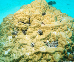 Lamarcka ventricosa