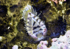 Lamarcka ventricosa