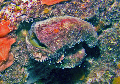 Arca ventricosa observed 2016-10-15