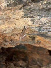 Euploea core corinna