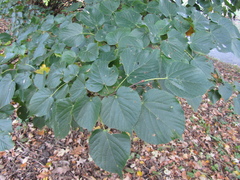 Tilia americana caroliniana