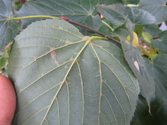 Tilia americana caroliniana