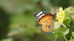 Danaus chrysippus