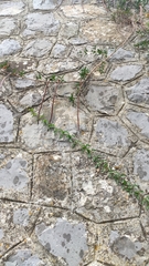 Dolichandra unguis-cati