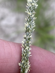 Sporobolus contractus