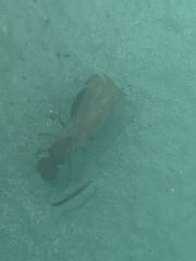 Pheidole