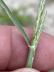 Sporobolus contractus