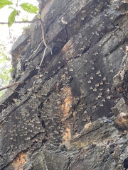 Euploea core corinna