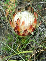 Protea restionifolia
