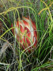 Protea restionifolia