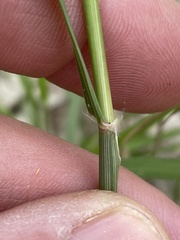 Sporobolus contractus