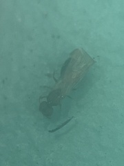 Pheidole