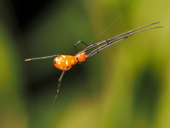 Argyrodes