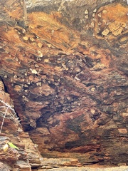 Euploea core corinna