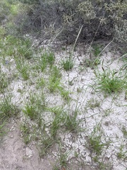 Sporobolus contractus