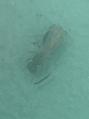 Pheidole