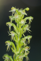 Habenaria repens