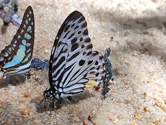 Graphium delessertii