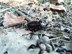 Oryctes nasicornis corniculatus