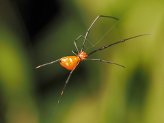 Argyrodes