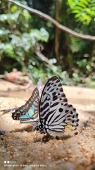 Graphium delessertii