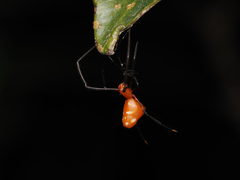 Argyrodes