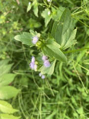 Praxelis clematidea