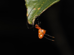 Argyrodes