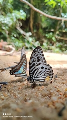 Graphium delessertii