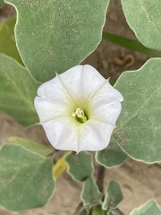 Datura arenicola