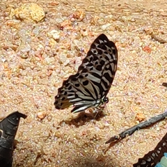 Graphium delessertii