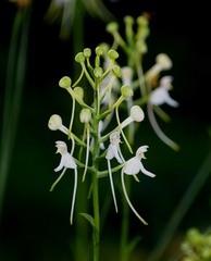 Platanthera integrilabia