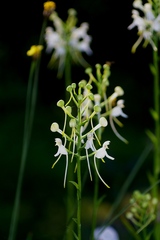 Platanthera integrilabia