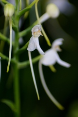 Platanthera integrilabia