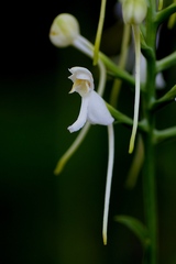 Platanthera integrilabia