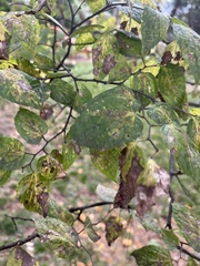 Celtis occidentalis