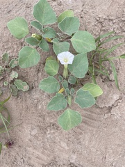 Datura arenicola