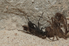 Dipogon variegatus