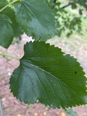 Morus rubra