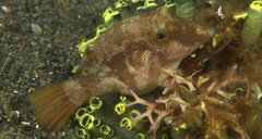 Canthigaster compressa