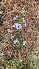 Symphyotrichum pilosum pilosum