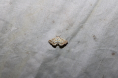 Elophila icciusalis