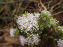 Agathosma capensis
