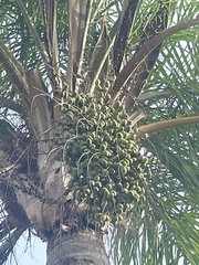 Cocoseae